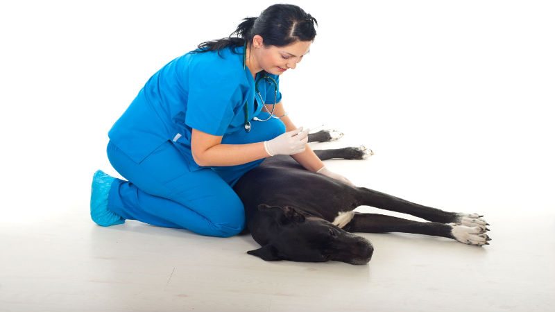 What Is a Pet Doctor in Parkville, MO?