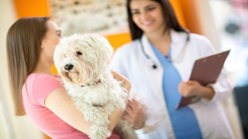 Benefits Associated With a Holistic Vet Clinic